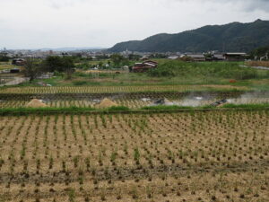 今日のむしむし220918-広沢池-北嵯峨