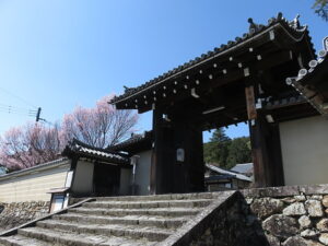 今日のむしむし230319-岩倉