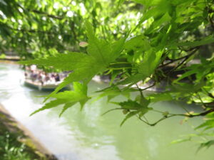 今日のむしむし230504-山科疏水