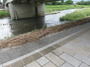 今日のむしむし240602-賀茂川