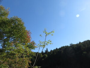 今日のむしむし241109-岩倉
