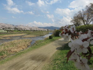 今日のむしむし250406-賀茂川