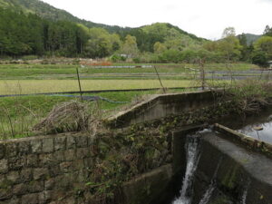 今日のむしむし250420-岩倉