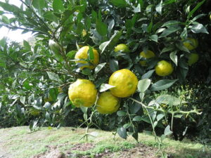 今日のむしむし251101-保津峡-水尾