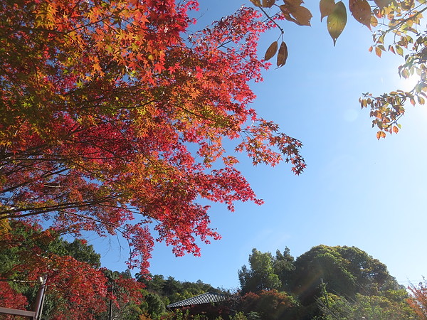 今日のむしむし251116-山科疏水