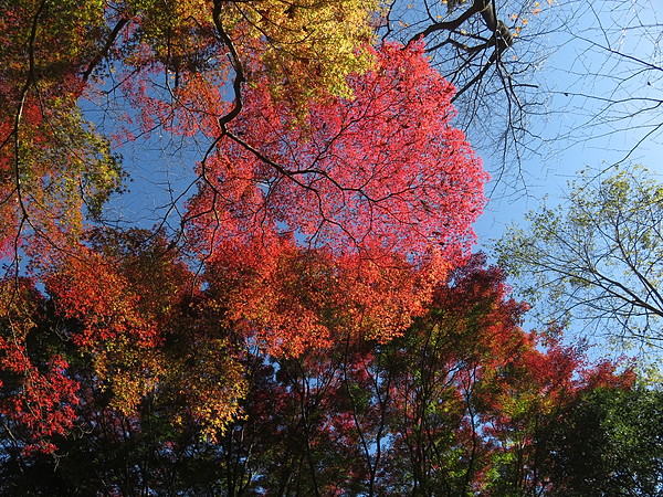 今日のむしむし251116-山科疏水