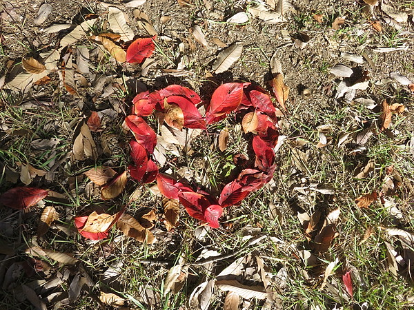 今日のむしむし251116-山科疏水