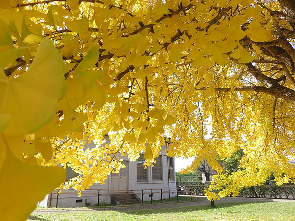今日のむしむし251123-宇治川(伏見・淀)