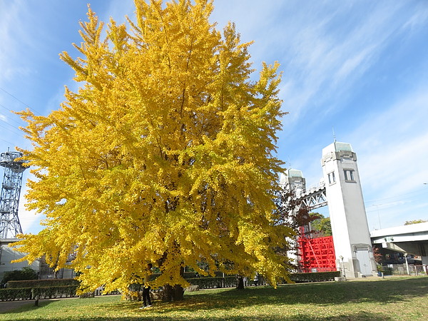 今日のむしむし251123-宇治川(伏見・淀)