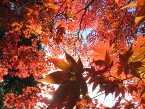 今日のむしむし251130-岩倉