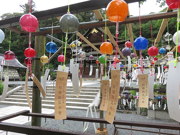 今日のむしむし260621-桂川