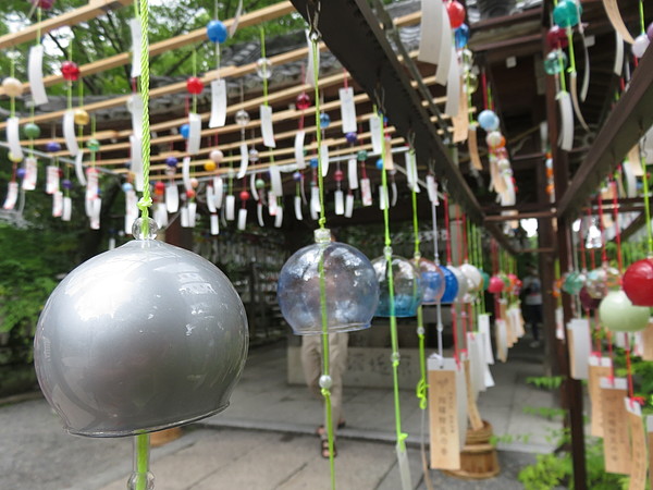 今日のむしむし260621-桂川