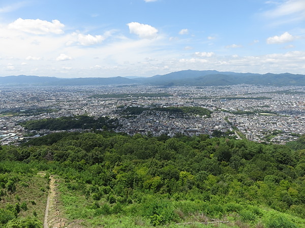 今日のむしむし260810-大文字山