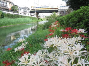 今日のむしむし260921-宇治川（伏見）
